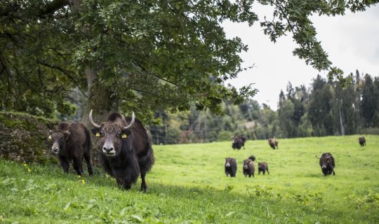 Berghof Latzer Berghof Latzer