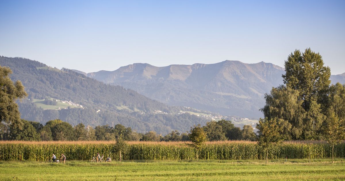 Lauteracher Ried | Urlaub am Bodensee, Vorarlberg