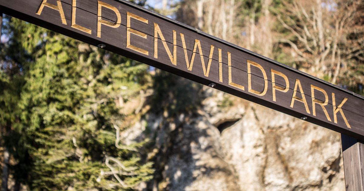 Alpenwildpark Pfänder