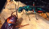Geniale Erfindungen der Insekten_ Juwelwespe und KÃ¼chenschabe-Â©Werner Gnatzy.jpg