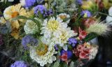 Herbstblumen
