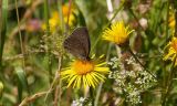 Ein Schmetterling auf einer gelben Blume