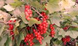 Rote Johannisbeeren