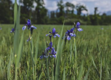Barrierefrei: Ried und Auwald – Zwischen Bangs und Nofels