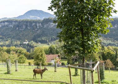 Himmelstreppe: Wege in den Wildpark Feldkirch Himmelstreppe: Wege in den Wildpark Feldkirch