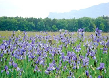Barrierefrei: Ried und Auwald – Zwischen Bangs und Nofels Barrierefrei: Ried und Auwald – Zwischen Bangs und Nofels