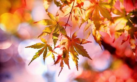 Herbst