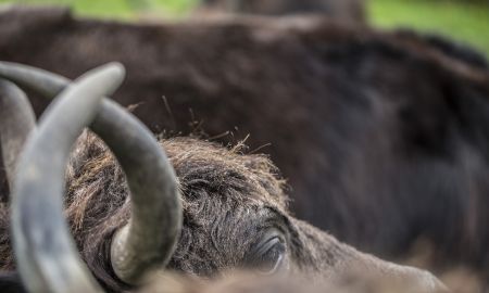 Yak Halden, Lochau Yak Halden, Lochau