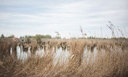 Naturpicknick Kräuterwanderung Schleienlöcher  