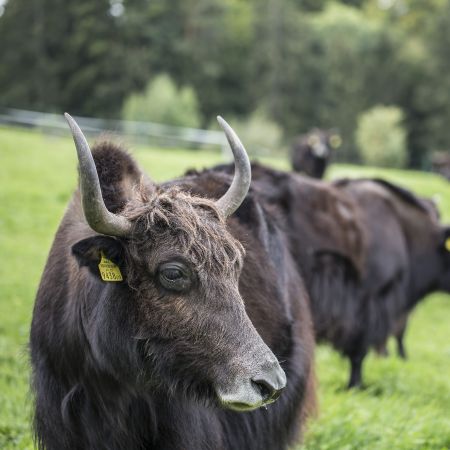 Yak Halden, Lochau Yak Halden, Lochau