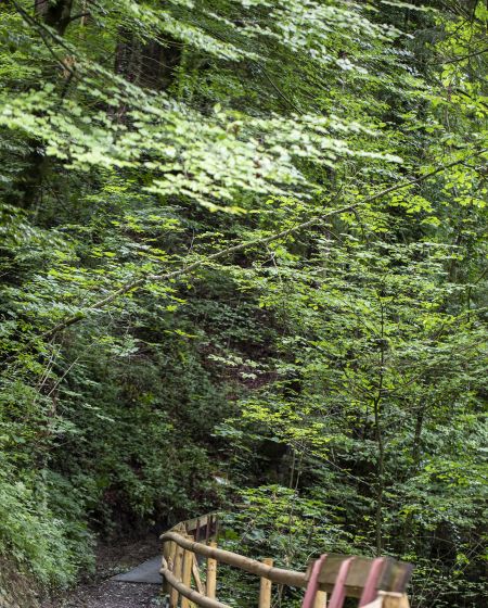 Wald © Petra Rainer - Bodensee-Vorarlberg Tourismus (6) Wald © Petra Rainer - Bodensee-Vorarlberg Tourismus (6)
