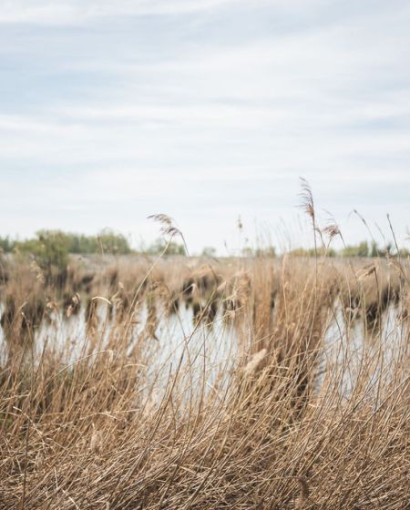 Naturpicknick Kräuterwanderung Schleienlöcher Naturpicknick Kräuterwanderung Schleienlöcher