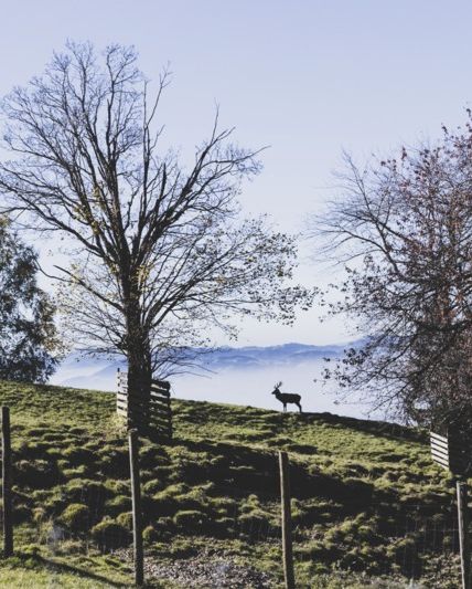 Alpenwildpark Pfänder Alpenwildpark Pfänder