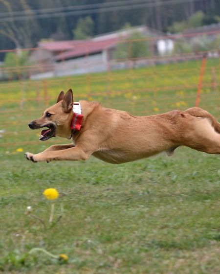 Hundesportverein mit Highlight zu Ostern Hundesportverein mit Highlight zu Ostern