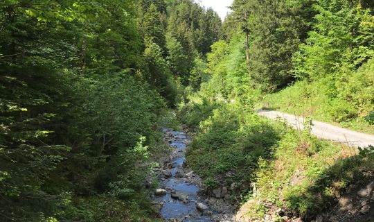 Radtour Dornbirn Gütle Sattelalpe kobelach Radtour Dornbirn Gütle Sattelalpe kobelach