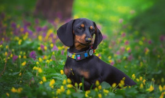 Dachshunde Dachshunde