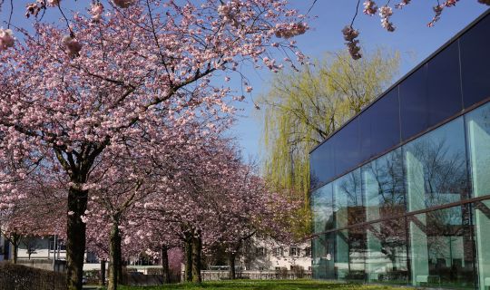 Kirschblüte beim stadtbad Dornbirn Kirschblüte beim stadtbad Dornbirn