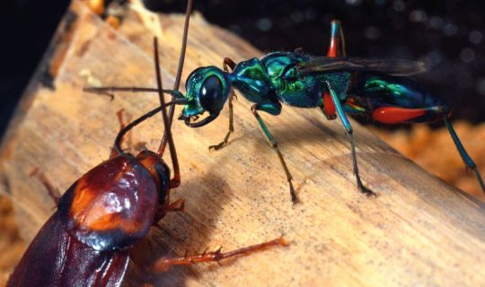 Geniale Erfindungen der Insekten_ Juwelwespe und Küchenschabe-©Werner Gnatzy.jpg Geniale Erfindungen der Insekten_ Juwelwespe und Küchenschabe-©Werner Gnatzy.jpg