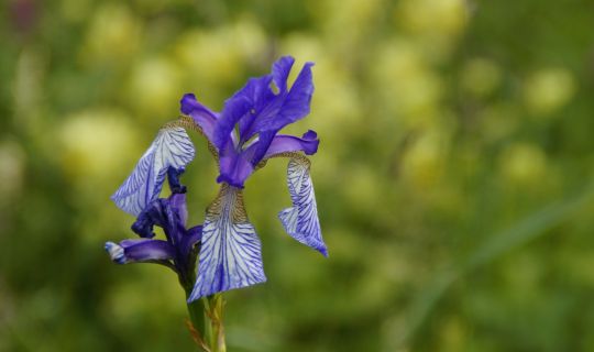 sibirische Schwertlilie