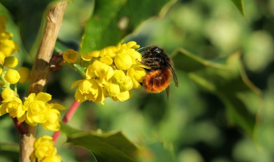 Eine Biene auf einer gelben Blume