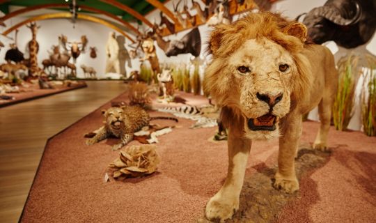 Arche Noah Museum