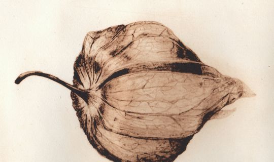 Melanie Berlinger, Ausstellung E3 bild 2021-09 E3 Ausstellung Berlinger Physalis braun 21x18 klein (1).jpg