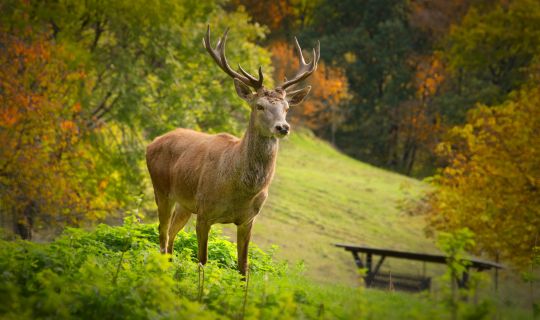 Wildpark 02 Wildpark 02
