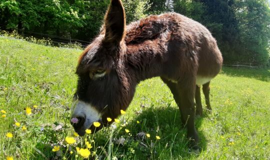 Cleo in einer märchenhaften Wiese Cleo in einer märchenhaften Wiese