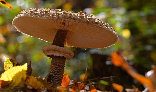 Pilz_Pixabay.jpg Pilz_Pixabay.jpg