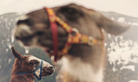 Lama Trekking, BartholomÃ¤berg/Silbertal