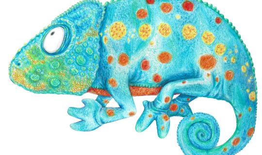 Chamäleon Chamäleon
