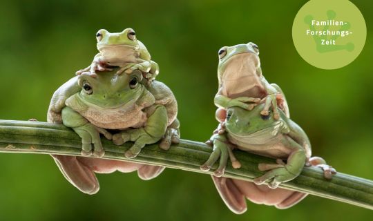 Frosch.jpg Frosch.jpg