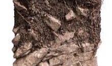 csm_boden_04_RendzinaMullartig_Lech_freigestellt_c_umweltinstitut_web_c742cbfecf.jpg csm_boden_04_RendzinaMullartig_Lech_freigestellt_c_umweltinstitut_web_c742cbfecf.jpg