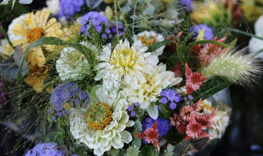 Herbstblumen Herbstblumen