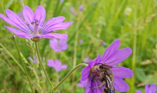 Eine Biene auf einer violetten Blume (keine Orchidee)