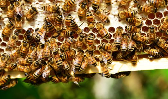 pollydot-honey-bees-401238_pixaby.jpg pollydot-honey-bees-401238_pixaby.jpg