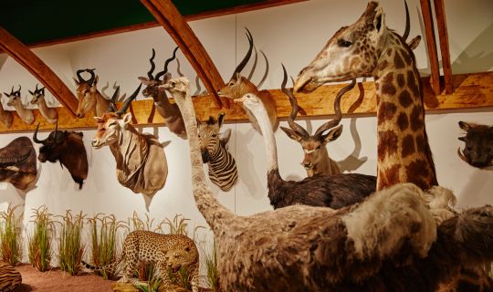 Arche Noah Museum