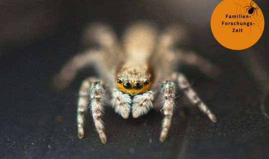 Spinne.jpg