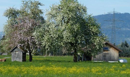 Bodensee-Vorarlberg Tourismus Grüne Insel Tour