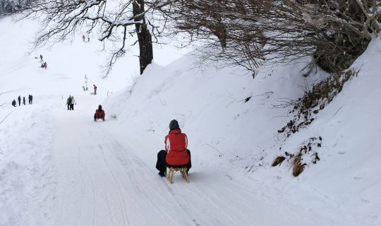 Rodeln am Pfänder Rodeln am Pfänder