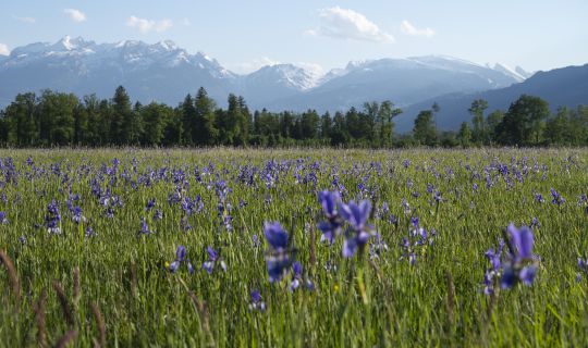Bangs-Matschels Iris-Blüte Bangs-Matschels Iris-Blüte