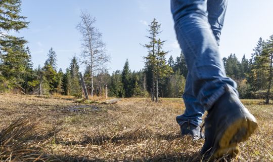 Wanderung durch das Hochmoor Fohramoos Wanderung durch das Hochmoor Fohramoos