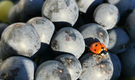 Weintrauben mit Marienkäfer Weintrauben mit Marienkäfer