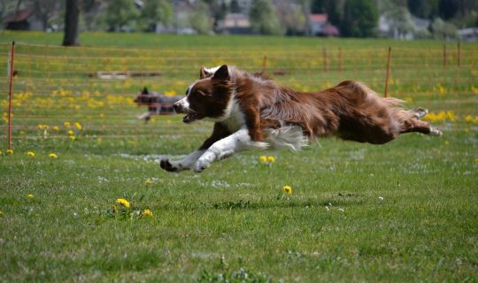 Osterhunderennen in HÃ¶rbranz