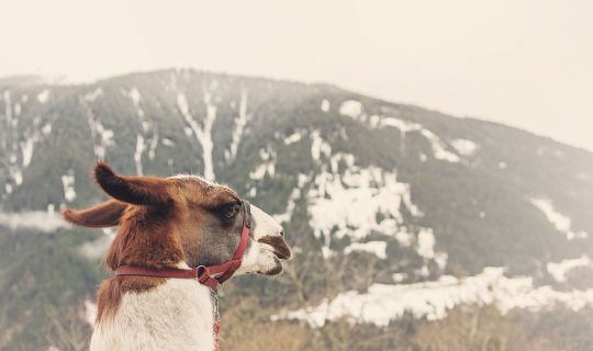 Lama Trekking, BartholomÃ¤berg/Silbertal