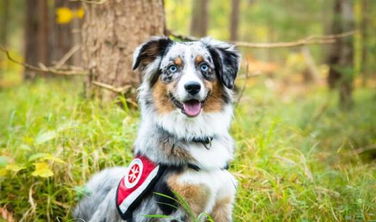 Ein Hund sitzt im Gras Ein Hund sitzt im Gras