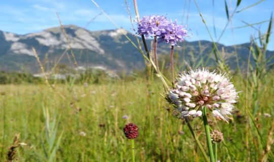 Eine Streuwiese Eine Streuwiese