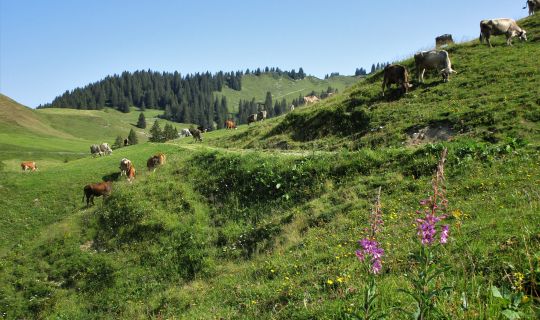 Alpwanderung mit viel Natur und Tierbegegnungen Alpwanderung mit viel Natur und Tierbegegnungen
