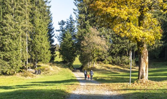 Bödele Herbstspaziergang Bödele Herbstspaziergang