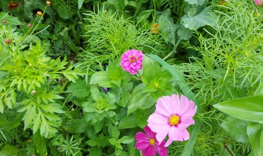 Farben der Natur, Aufblüherei.jpg Farben der Natur, Aufblüherei.jpg